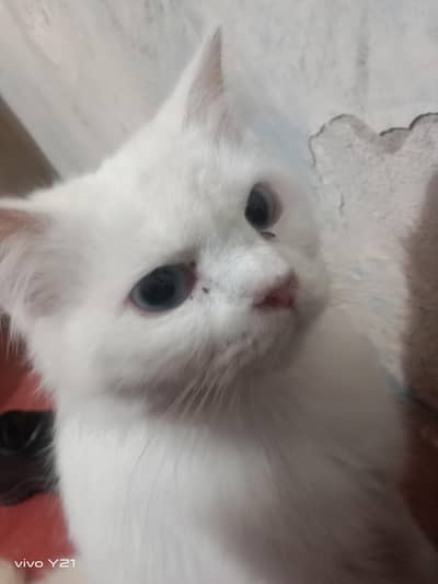 word Persian cat with Blue eyes