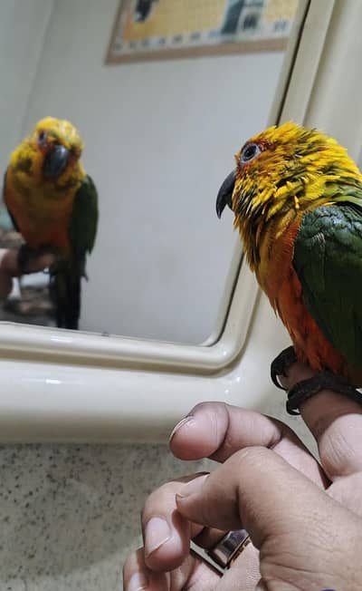 sun conure