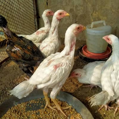 5 Heera / 1 Aseel pathay  for sale