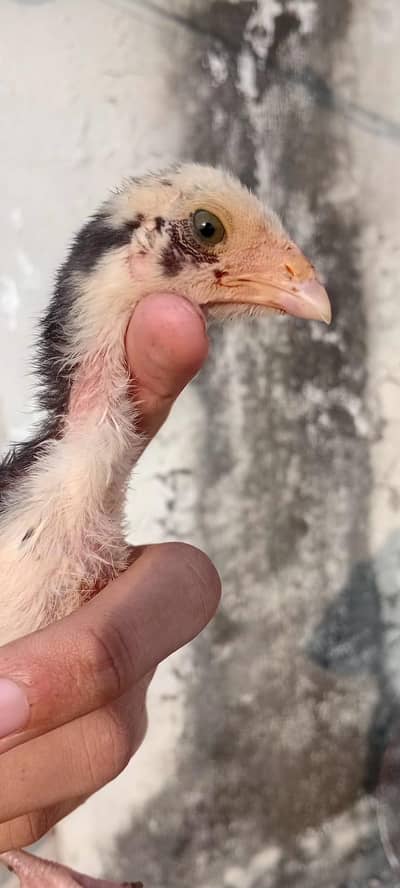 Top Quality Aseel Chicks