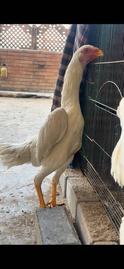 white king o shamu females