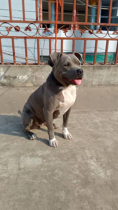 pitbul
