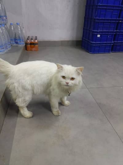 Persian triple coat