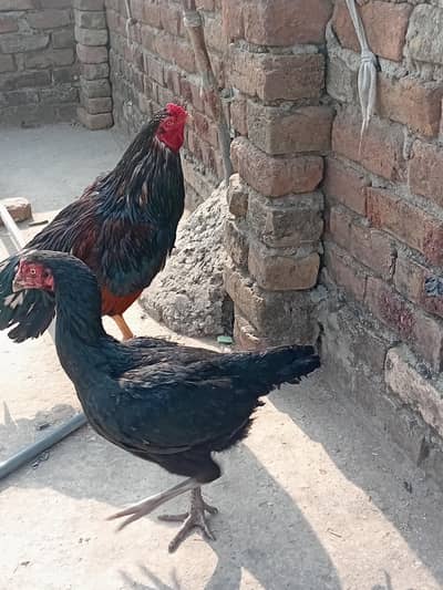 I want to sell my Hen My WhatsApp number 03315155676