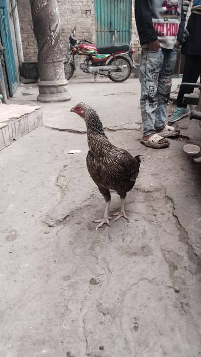 aseel hen for sale