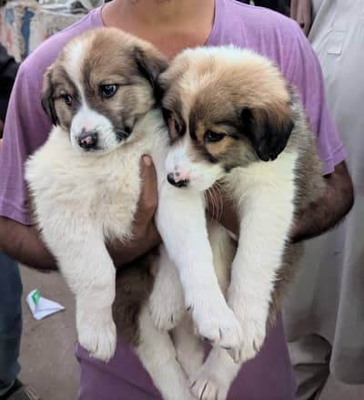 st Bernard puppies