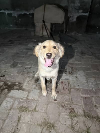 Labrador Female 4 months old