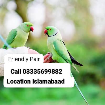 Pair Hand Tamed Full Friendy Green Ring Neck Male/Female Parrots