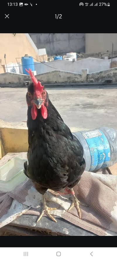 astorlop 1 hi madi ha jis ko samaj ae wohi rabta kara or 3 aseel kurak