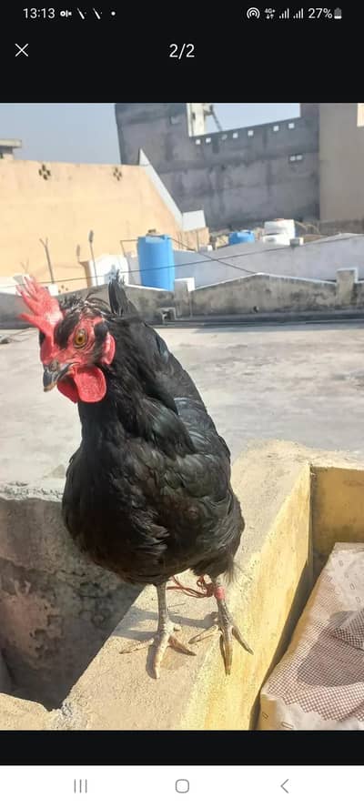 3 aseel kurak or 1 astorloop Black ma ha jis ko samj ae wohi rabta kar