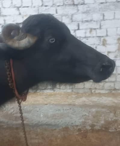 mashaAllah beautiful buffalos 7sy8 kg doodh