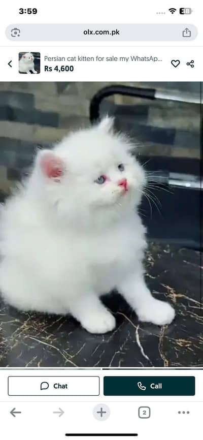 Persian cat kitten for sale my WhatsApp 03472175246