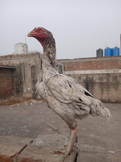 Burmi X Pakistani maadi