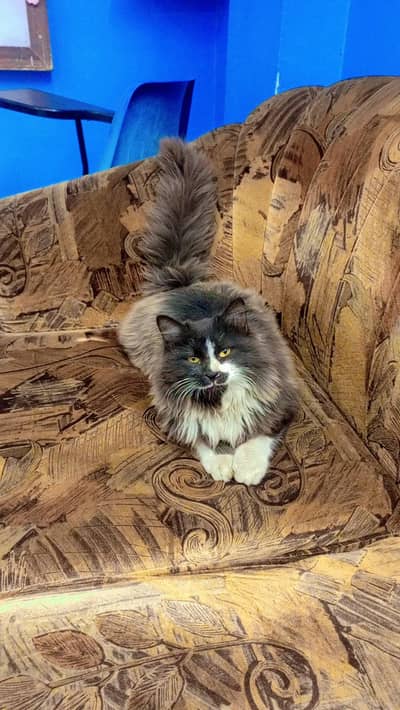 Persian cat name Oreo