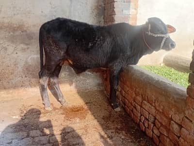 wacha/wera/katta/bufellow/cow/