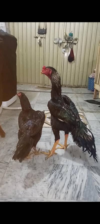 Aseel shamo Pair jet black 03084222243