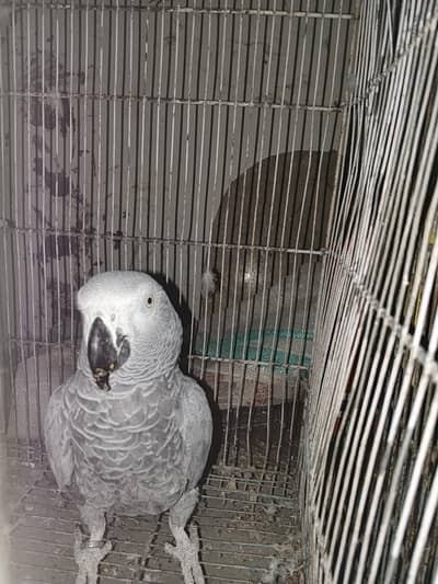 African grey parrot