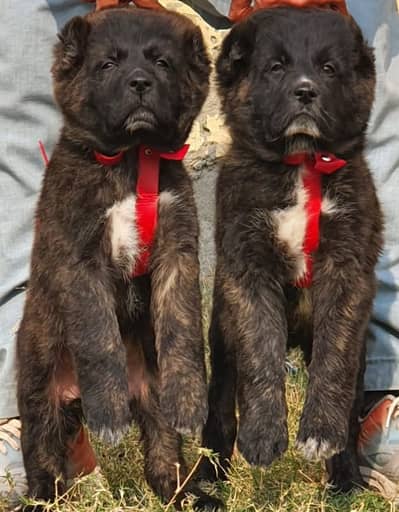 Alabai Dog|King Alabai |Alabai puppy|Alabai |Alabai pair price : 33k