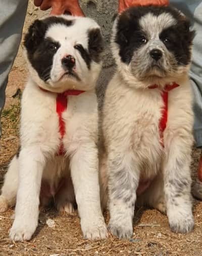Alabai Dog|King Alabai |Alabai puppy|Alabai |Alabai pair price : 33k
