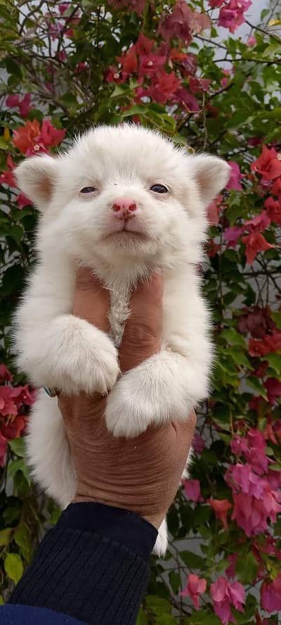 Russian puppies available