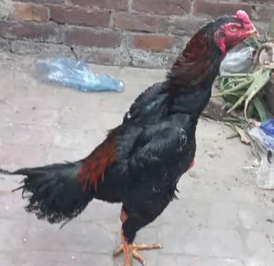 high qulti patha germen shmo