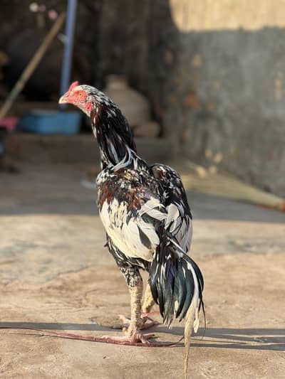 Aseel cheena mianwali