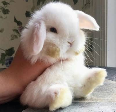 Holland Lop Bunnies