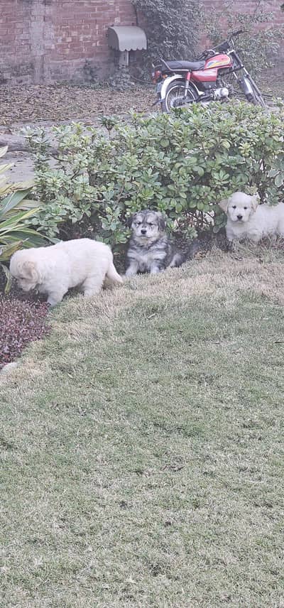 golden retriever puppy's for sale
