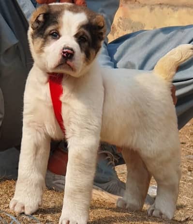 Alabai Dog|King Alabai |Alabai puppy|Alabai |Alabai male puppy