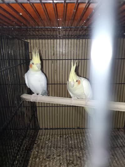 cocktail breder pair