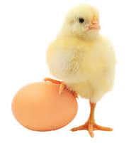 Australorp dayold chicks