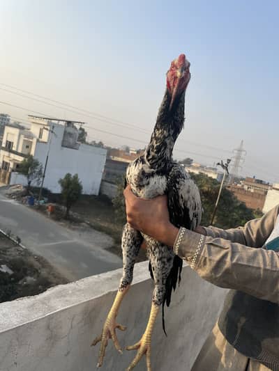 German aseel cheena shamo