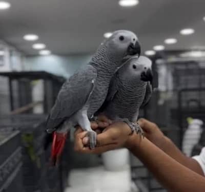 African grey parrot for sale 2 years age Whatsapp no 03222352063