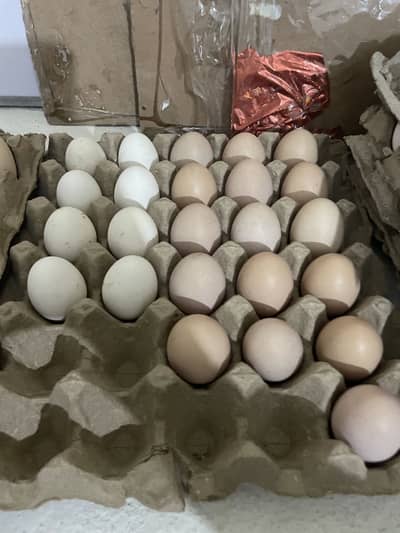 Heavy buff and silkie eggs