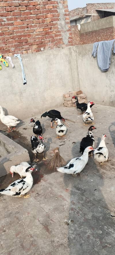 I want to sale my ducks