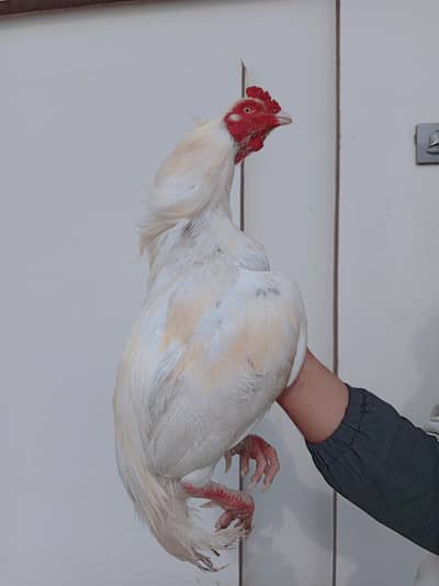 paper white Quality male. white eye nok nalii frill neck