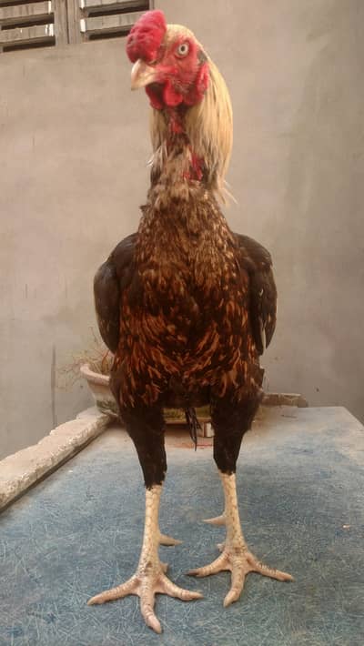A Beautiful Big Taki Aseel Jawa Rooster For Sale