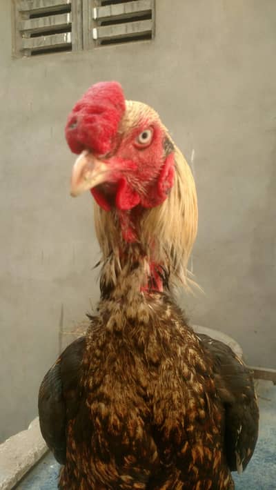 A Beautiful Big Taki Aseel Jawa Rooster For Sale