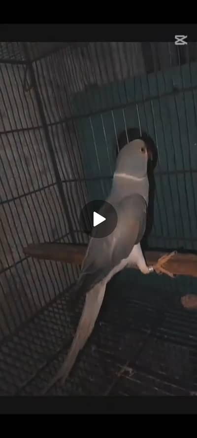 Torquise Gray CT CH male.