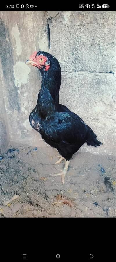 Pure Lasani femlale high breed