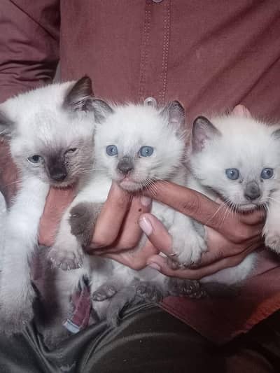 Siamese Cat Vaccinated and tamed