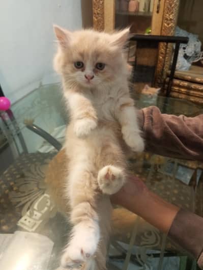 3 Persian kitten