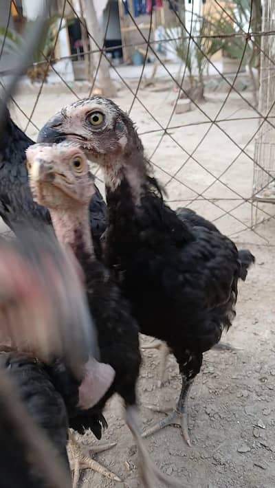 Qandari and Shamoo Aseel Highly Quality chicks available