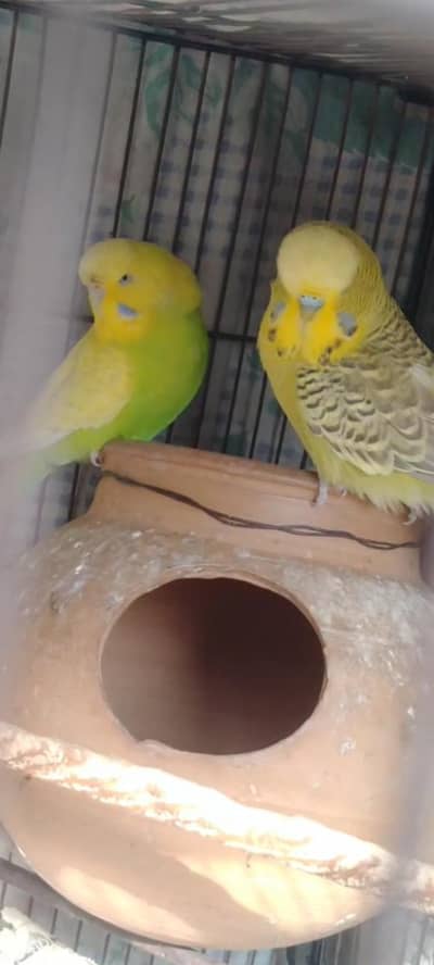 Exibition breeder pair