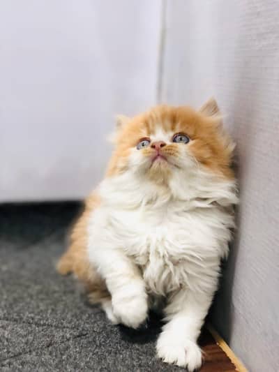 triple coated punch face kittens available for sale