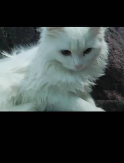 white cat