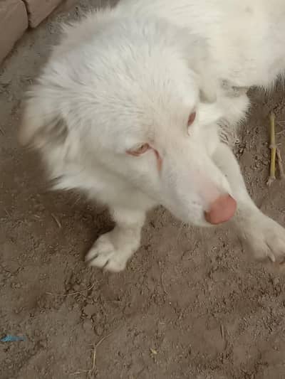 puppy dog white colour green eye.