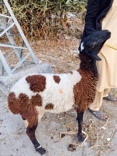 turkey dumba call/0/3/1/5/1/5/7/7/3/1/6