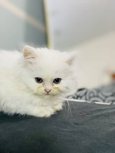 Persian kitten