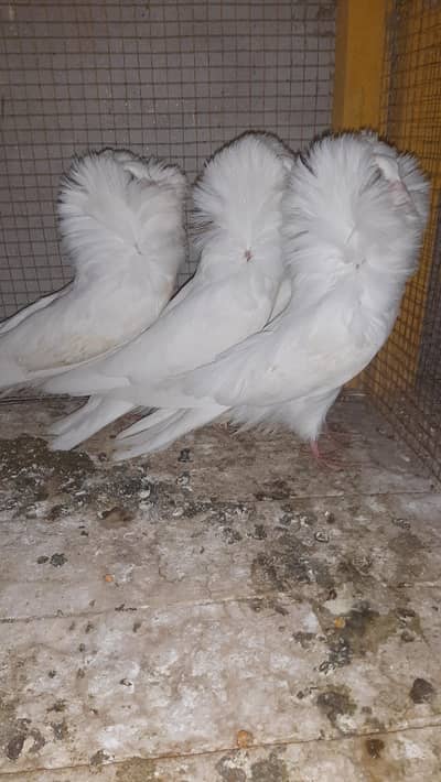 4 Jacobin chicks available